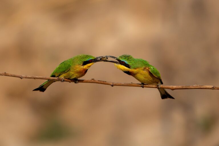 Bribing partner, Tielman de Villiers