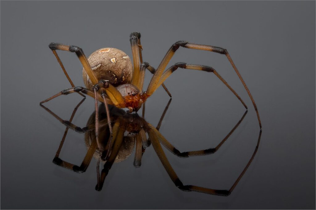 Brown Button Spider Reflection