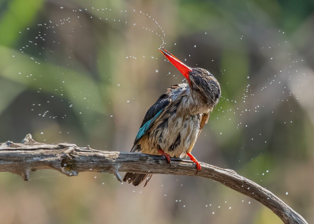 Brown hooded kingfisher