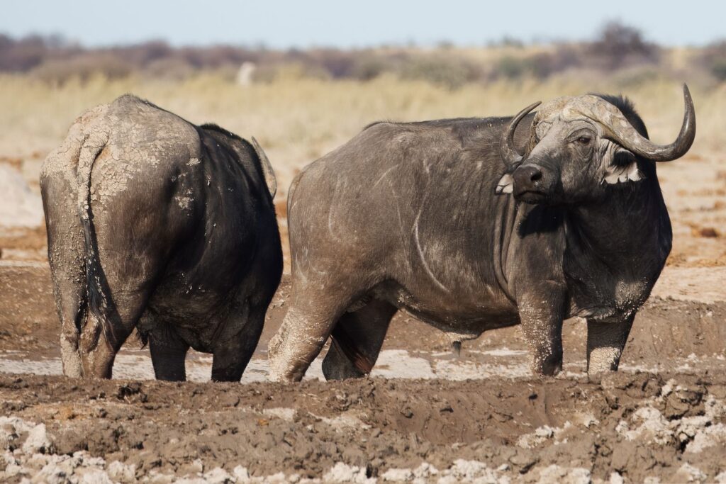 Buffels