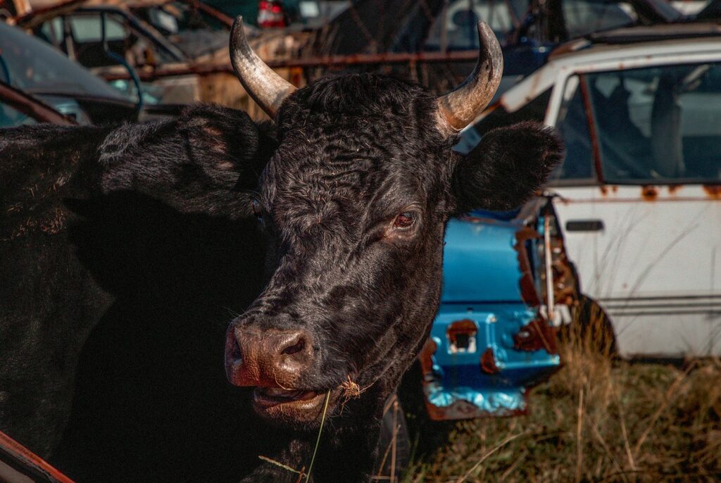 Bull in a Scrapyard