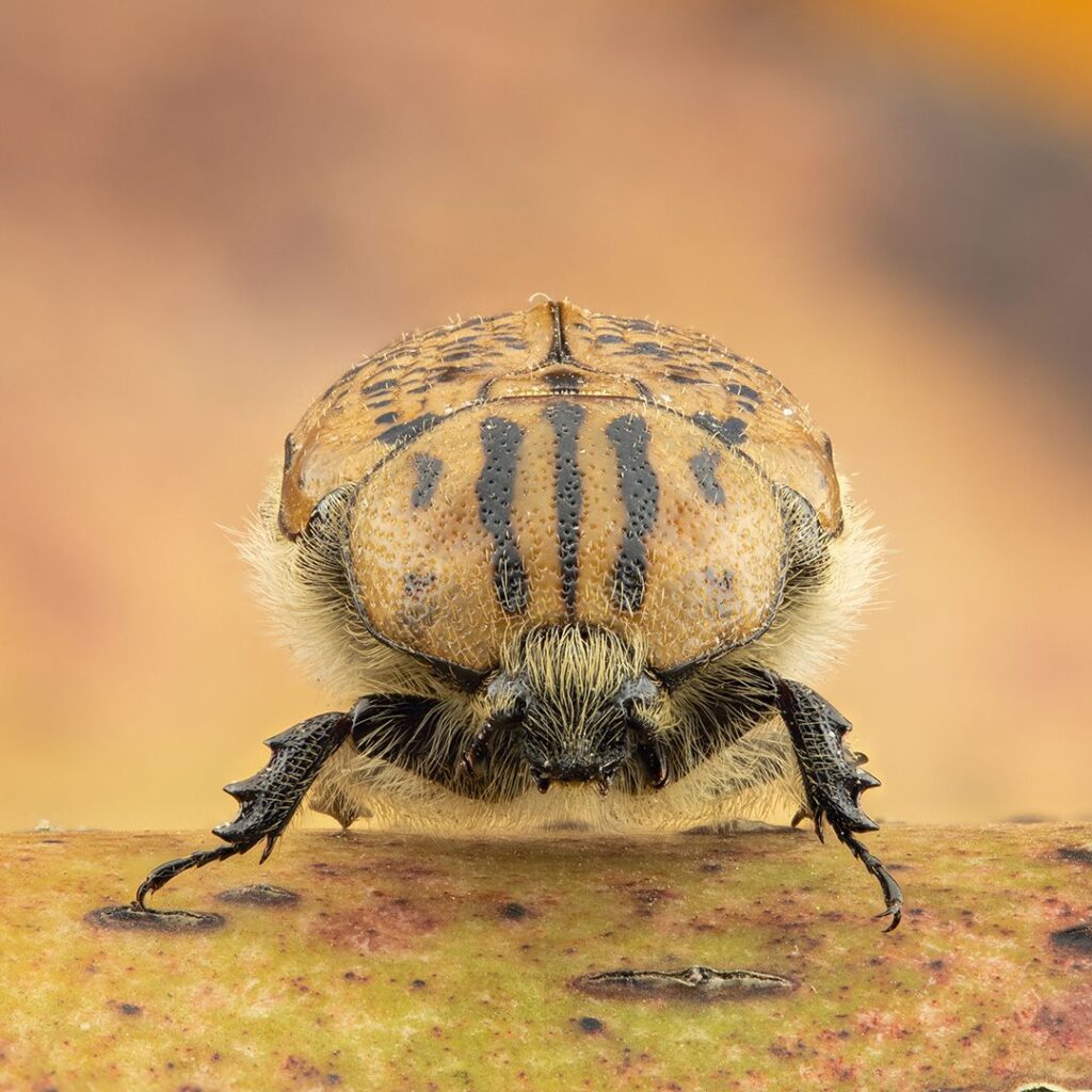 Bumble Beetle