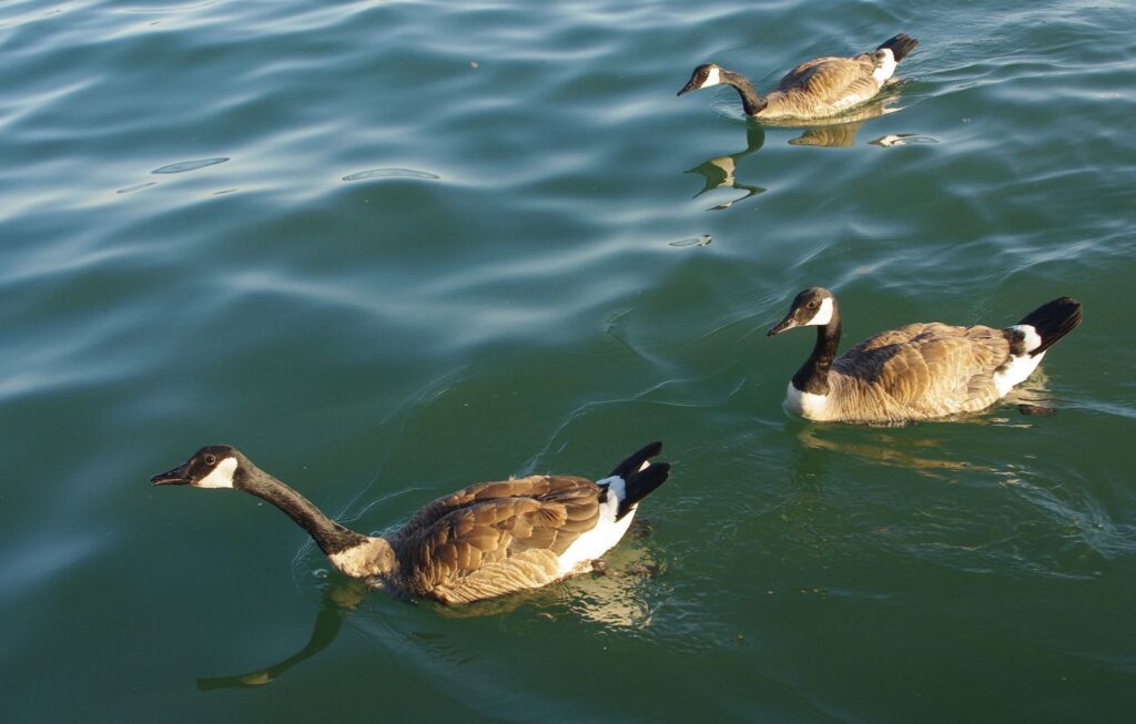 Canadian geese