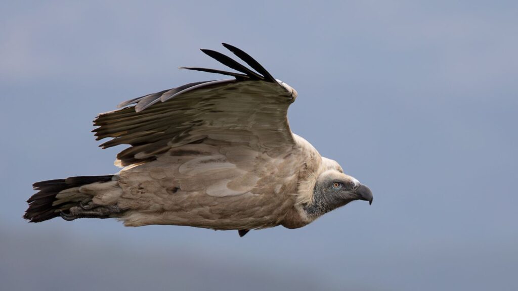 Cape Vulture 2