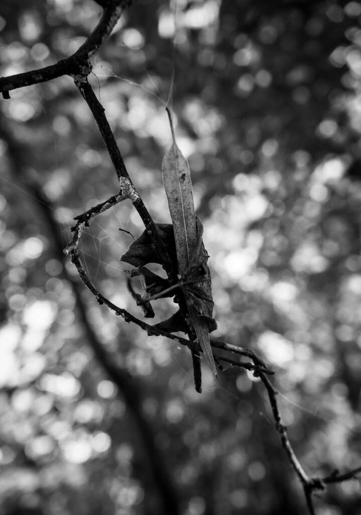 Caught in Silence
