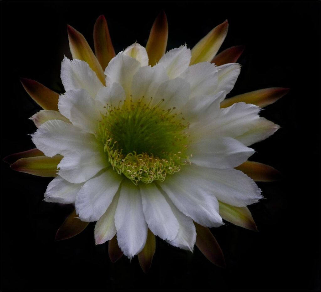 Cereus cactus flower