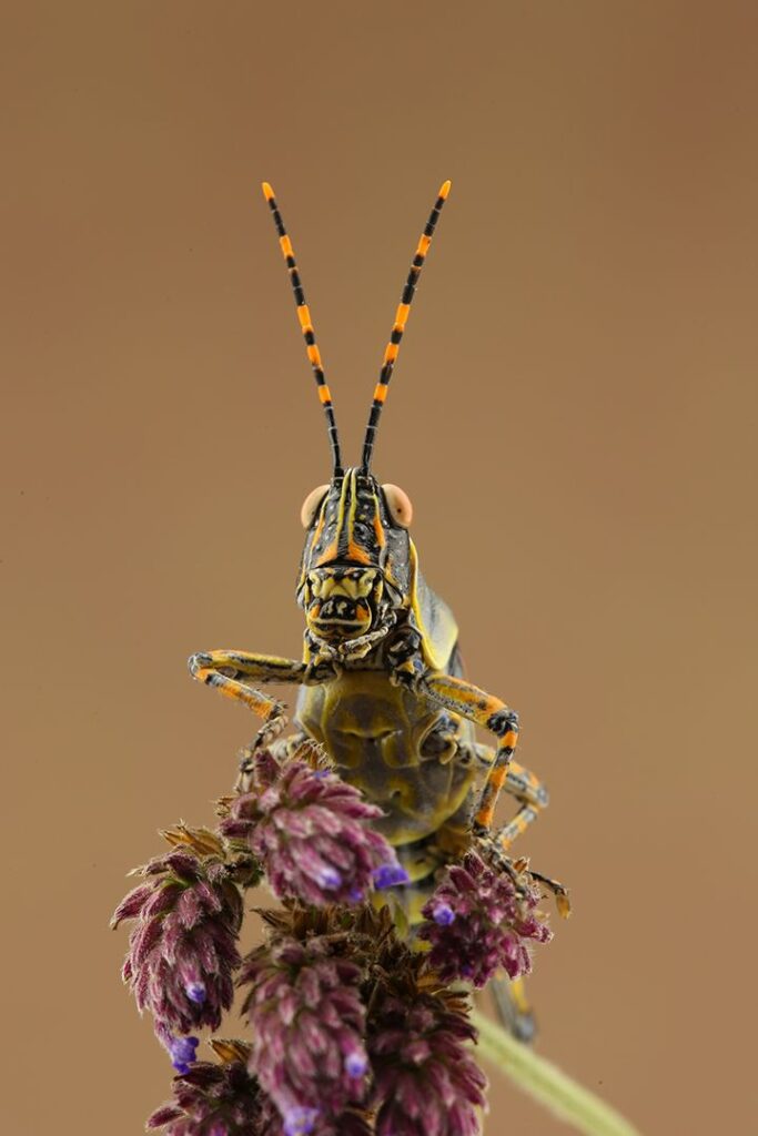 Colorful Hopper