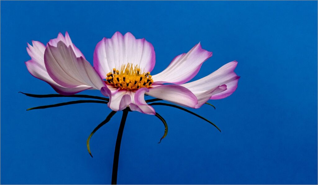 Cosmos