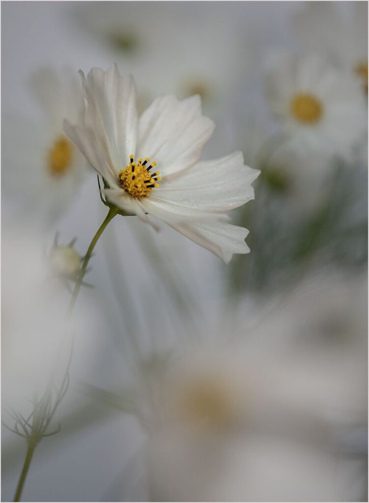 Cosmos in Bloom