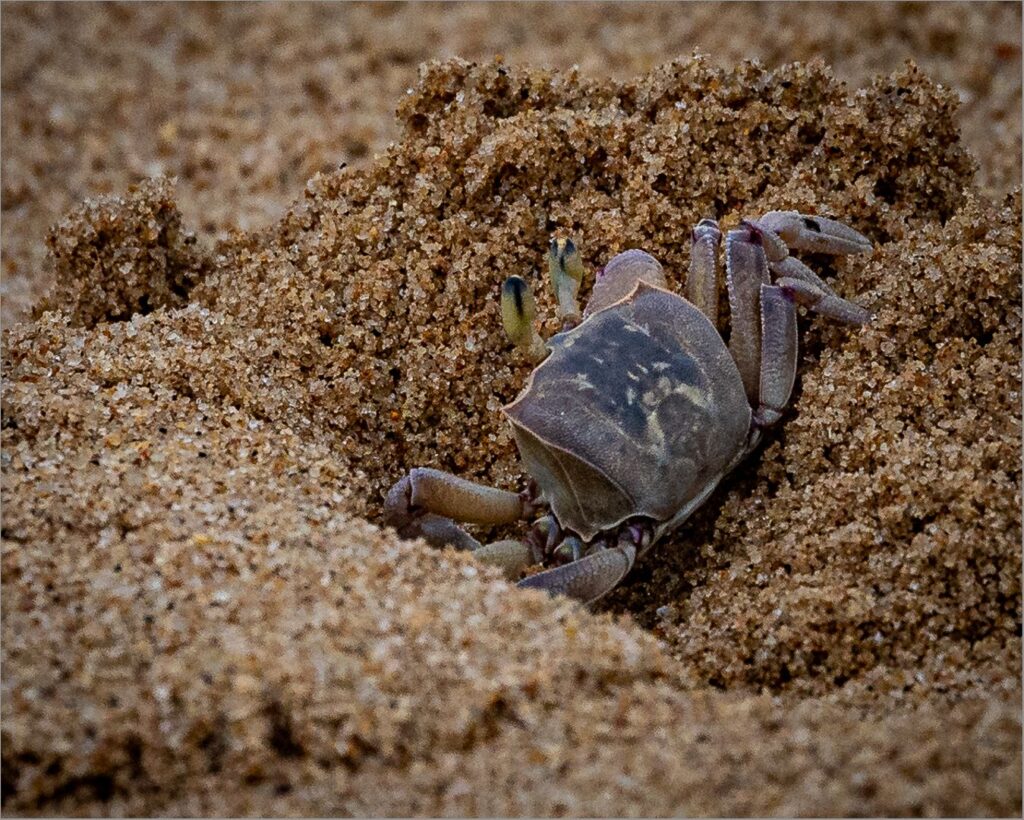 Crab