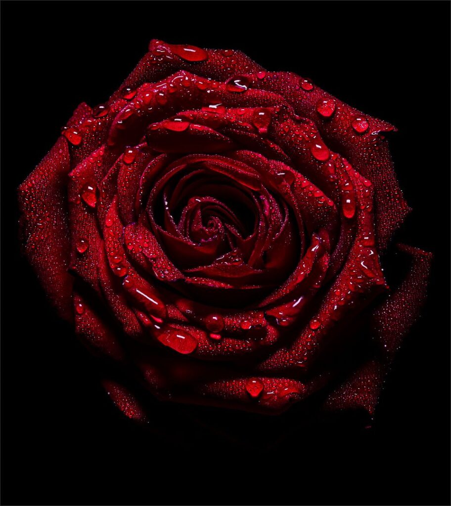 Crimson Elegance