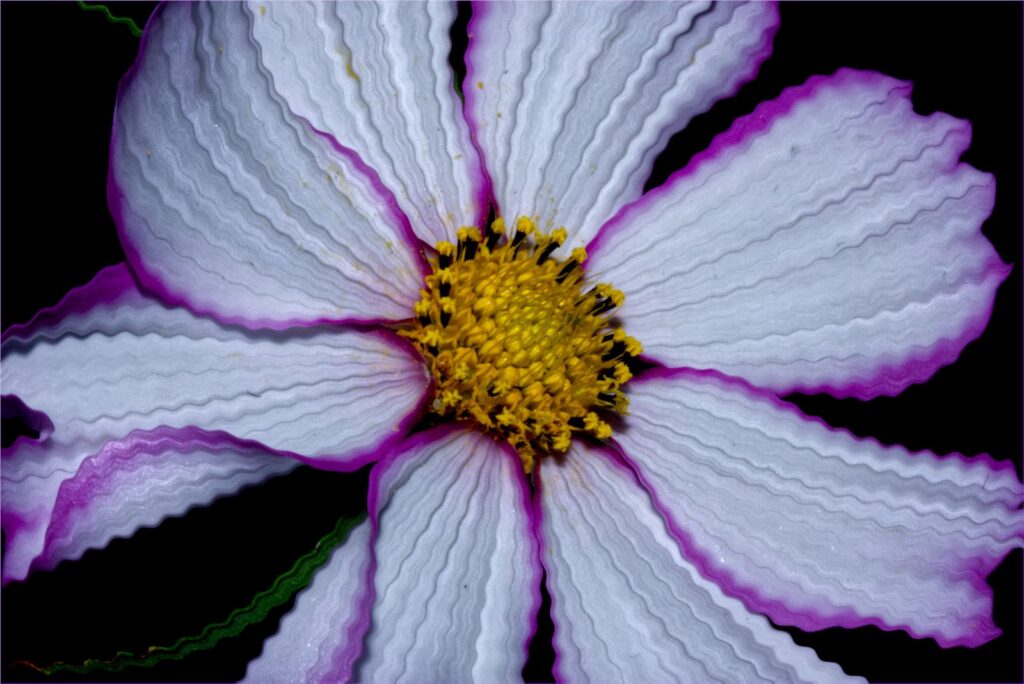 Crinkled Cosmos