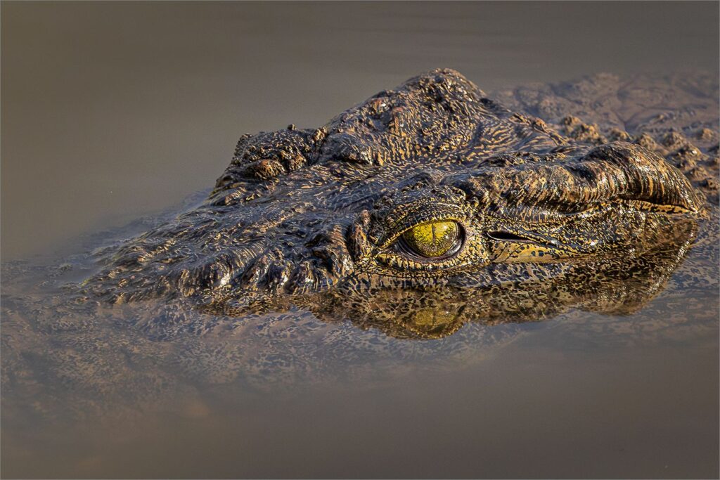 Crock eyes