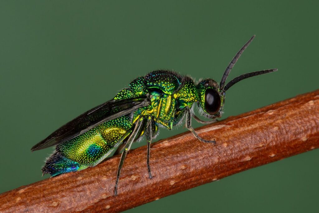 Cuckoo Wasp