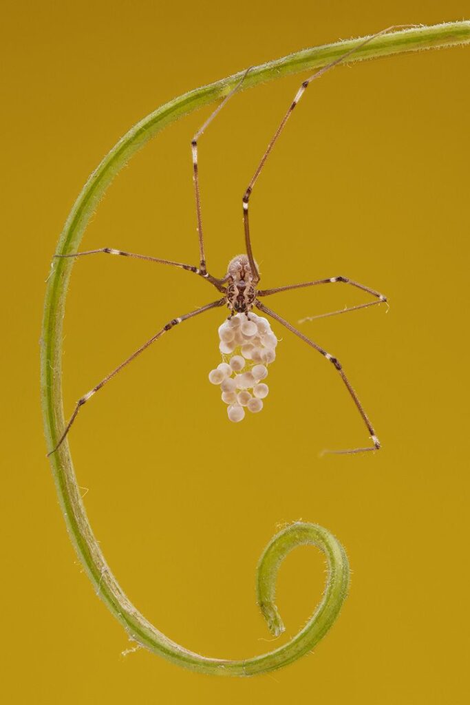Daddy Longlegs with Eggs
