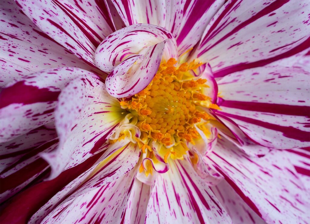 Dahlia