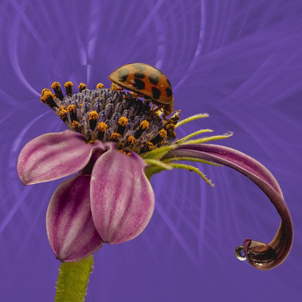 Daisy and the drop