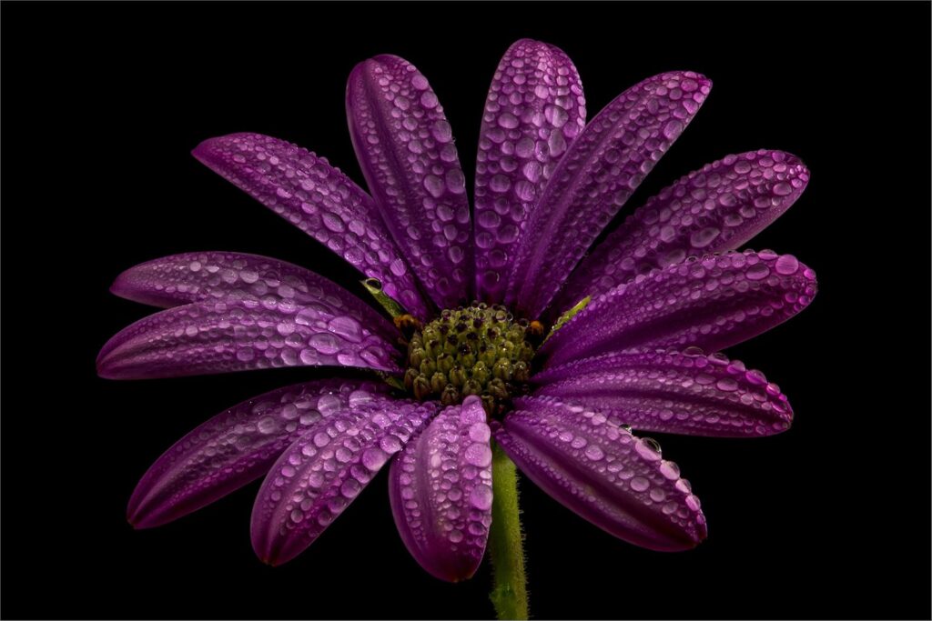 Daisy droplets