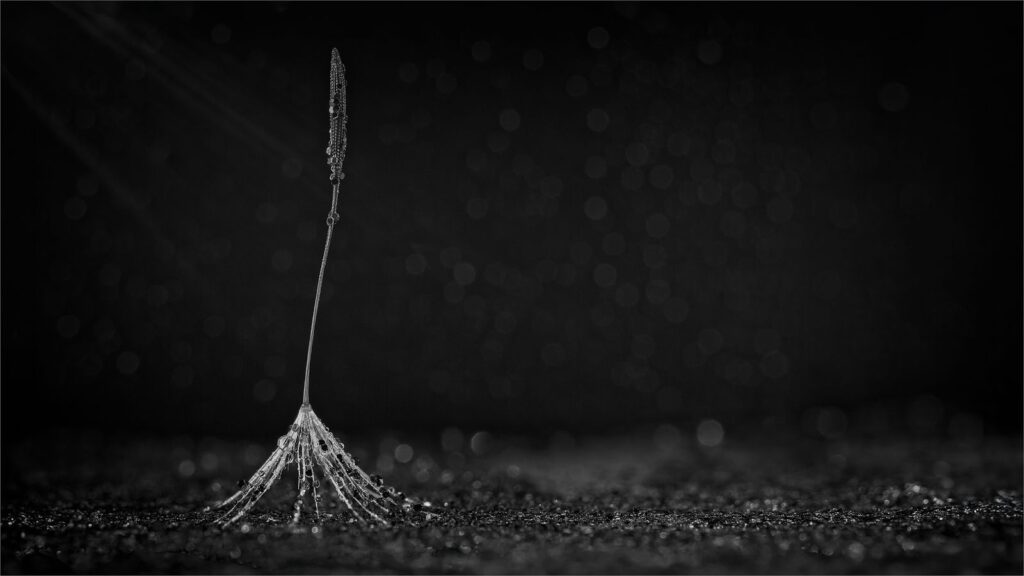 Dandelion Solo Dance