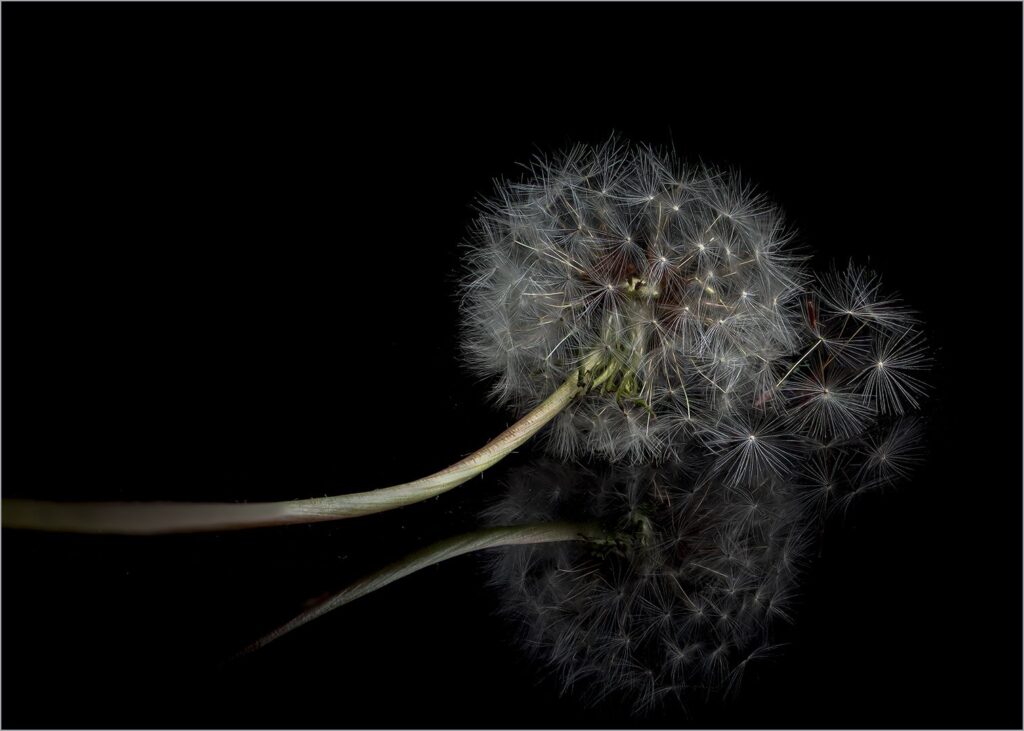 Dandelion Whisper