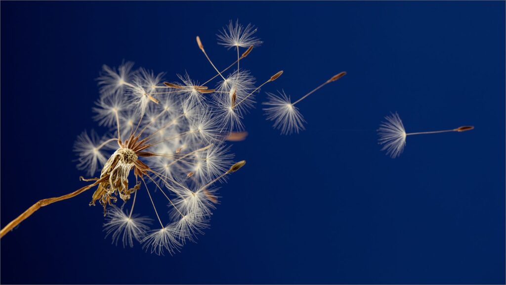 Dandelion blow
