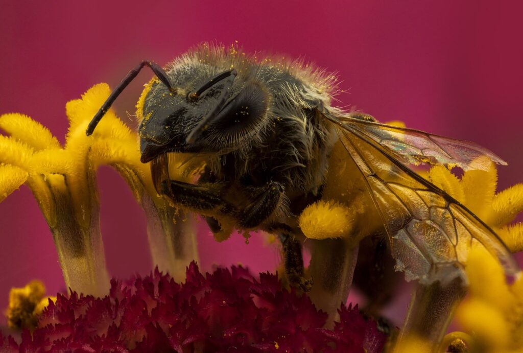 Dead Bee