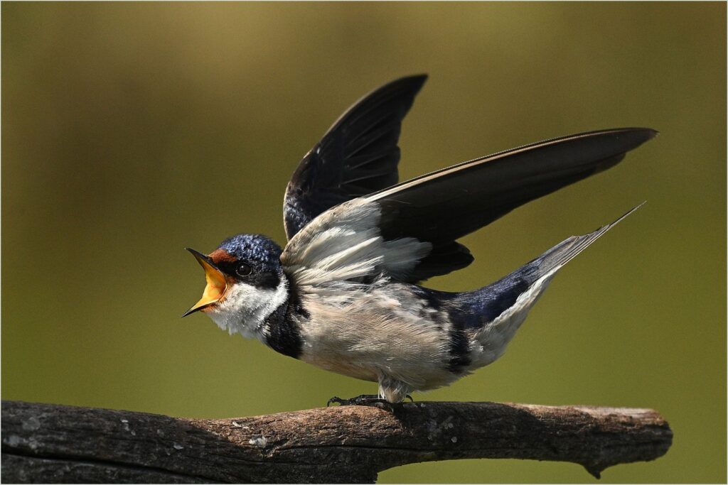 Defensive Swallow