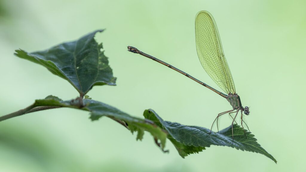 Delicate Balance