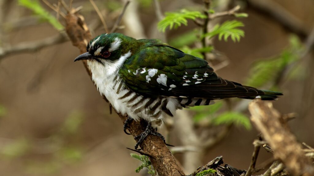 Diederik Cuckoo