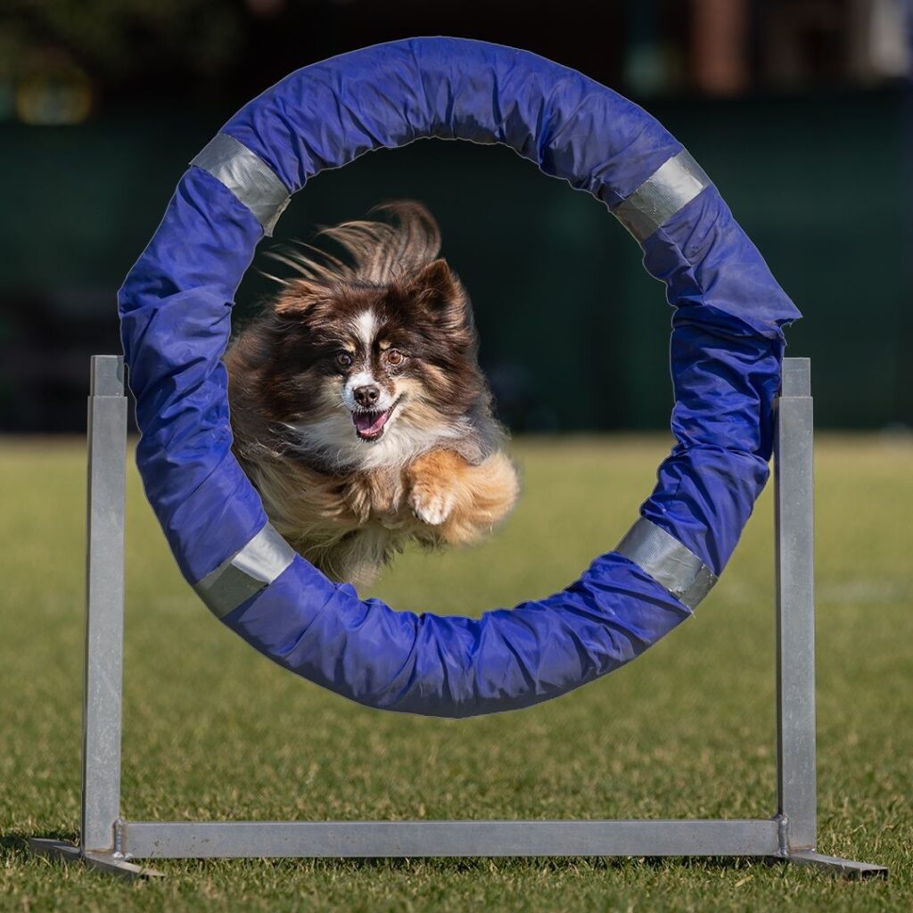 Dog Agility