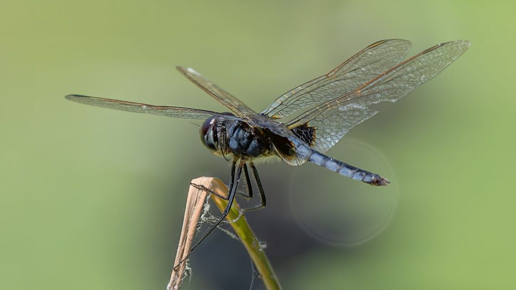 Dragonfly