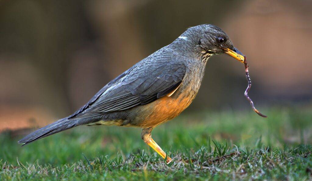Earl Bird Catches the Worm