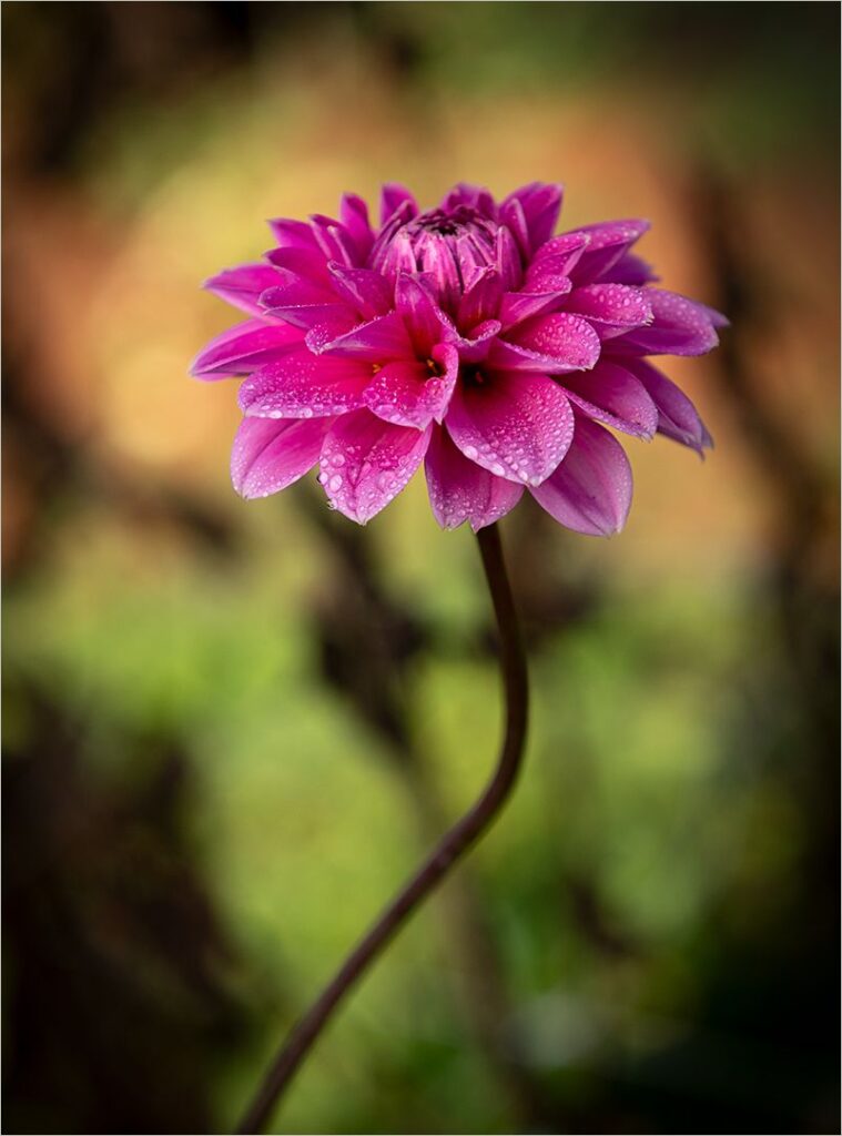 Early morning dew