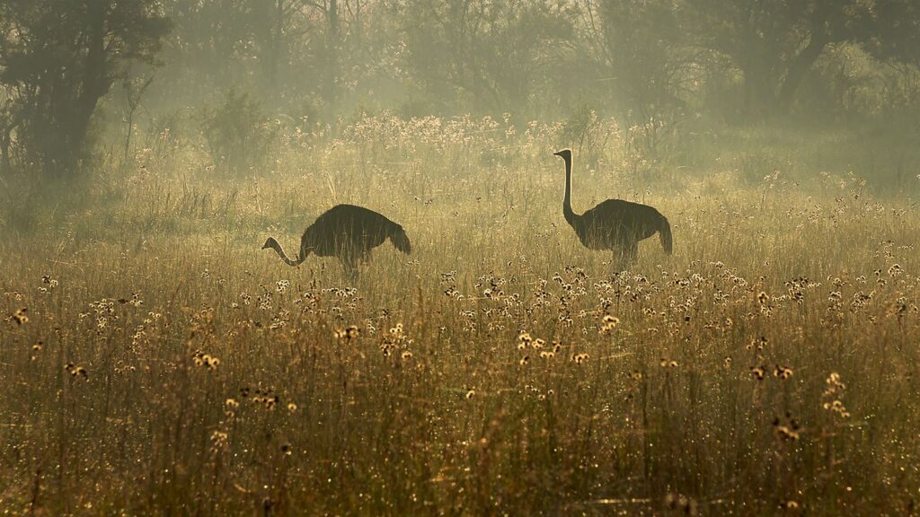 Easy Morning Stroll