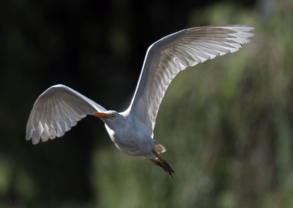 Egret in flight