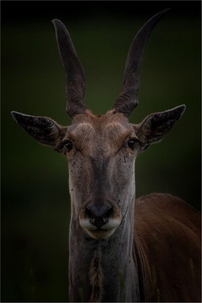 Eland Portrait