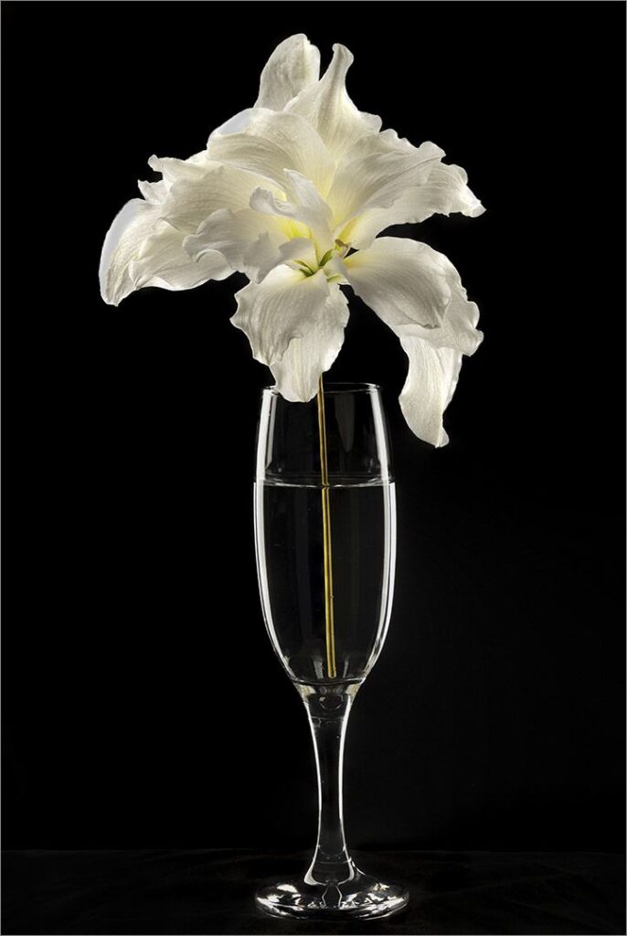 Elegance