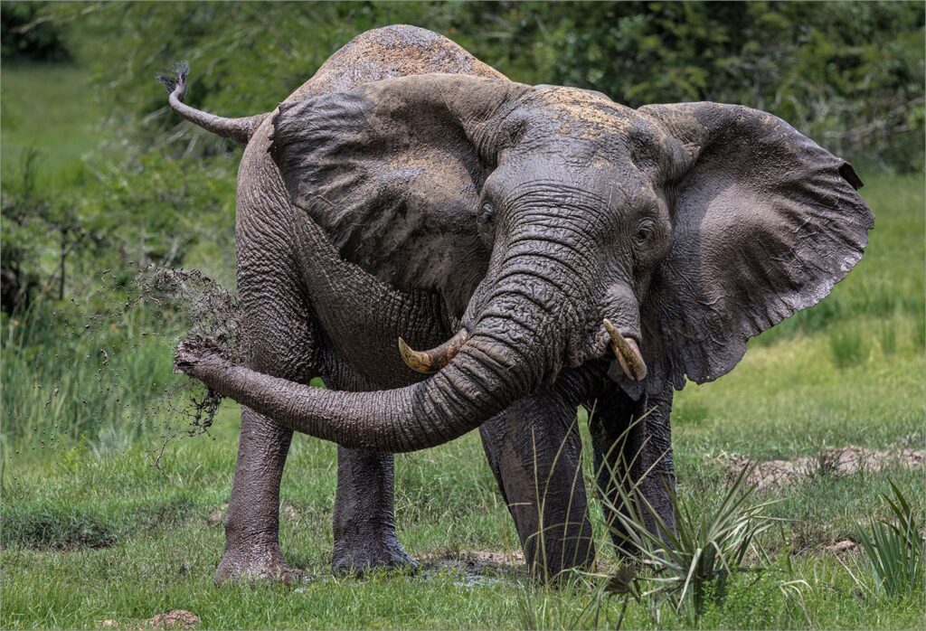Elephant Mud Bath
