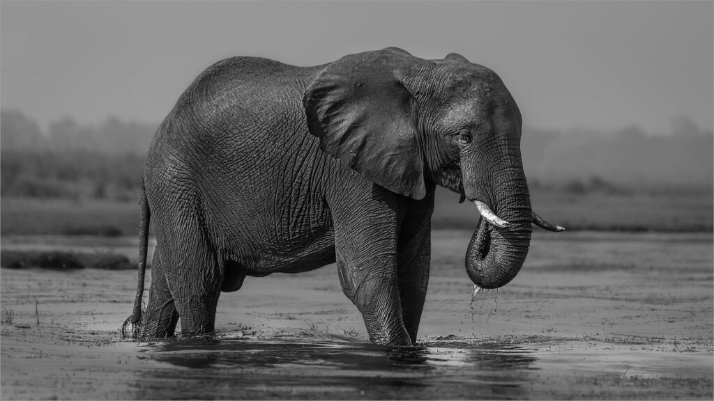 Elephant drinking