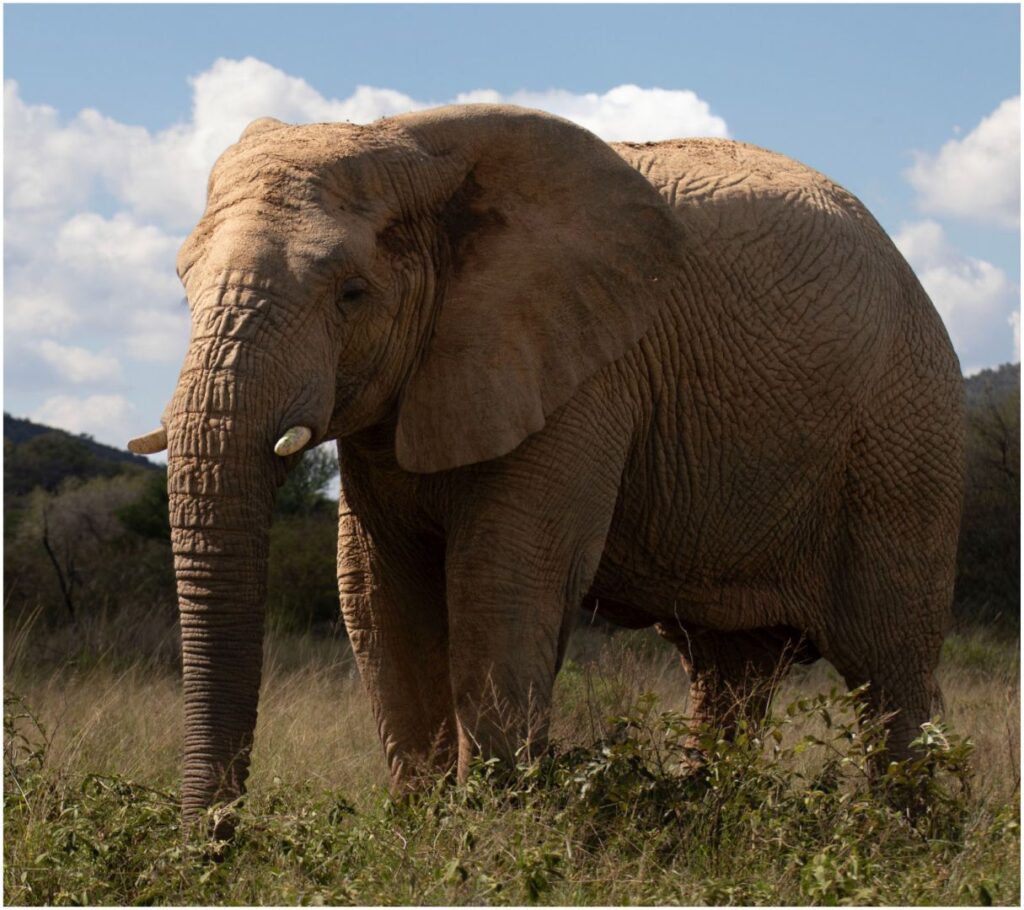 Elephant stance
