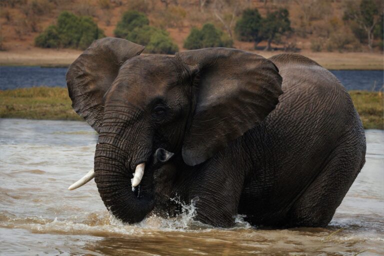 Ellie in River at Chobe Pj, Jeanette Smith