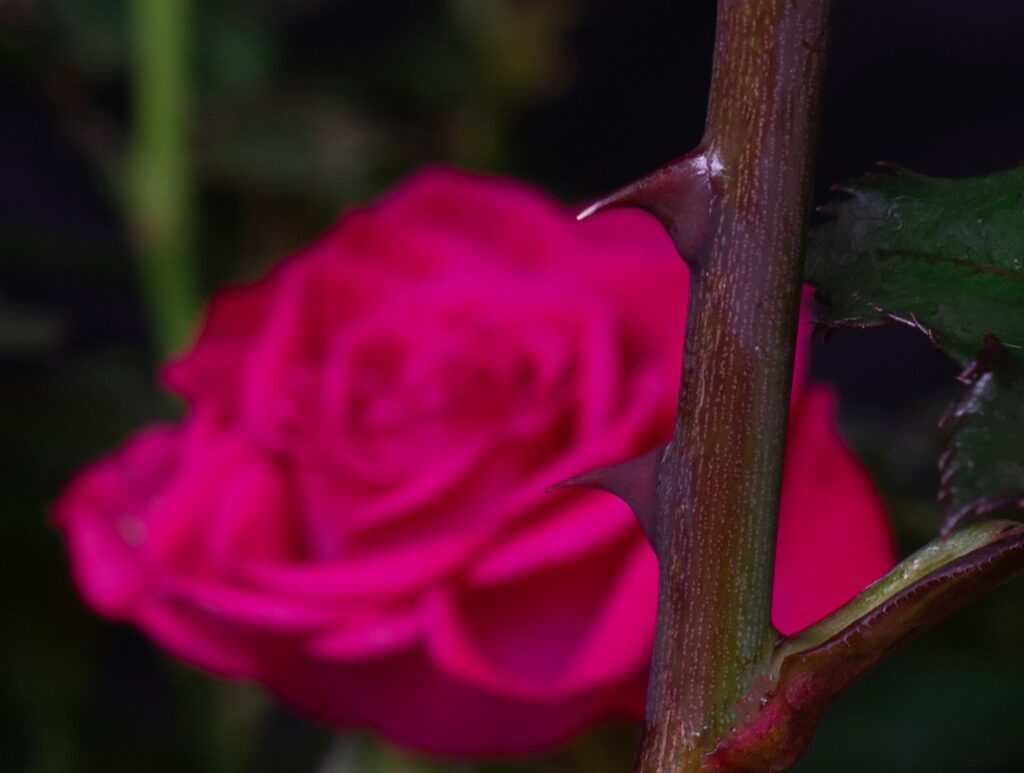 Every Rose has its thorn