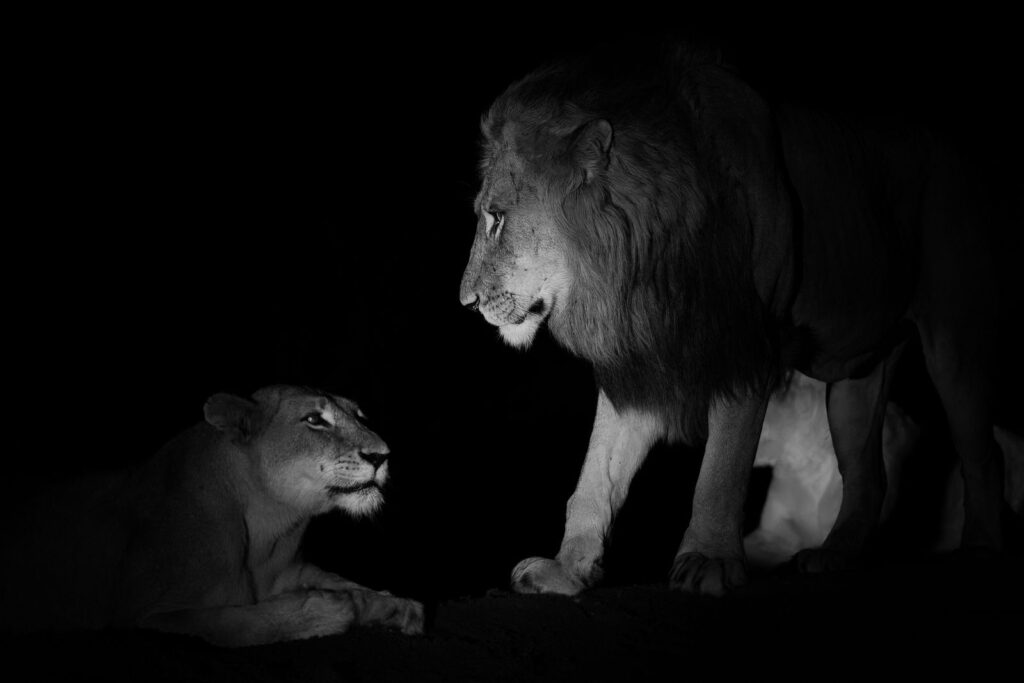 Face off