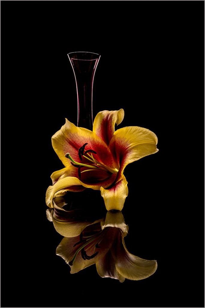 Fallen Lily