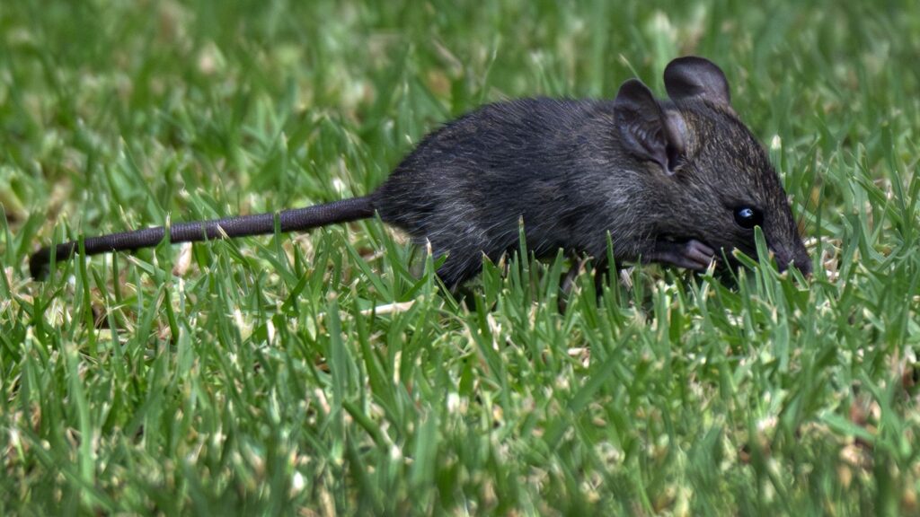 Field Mouse