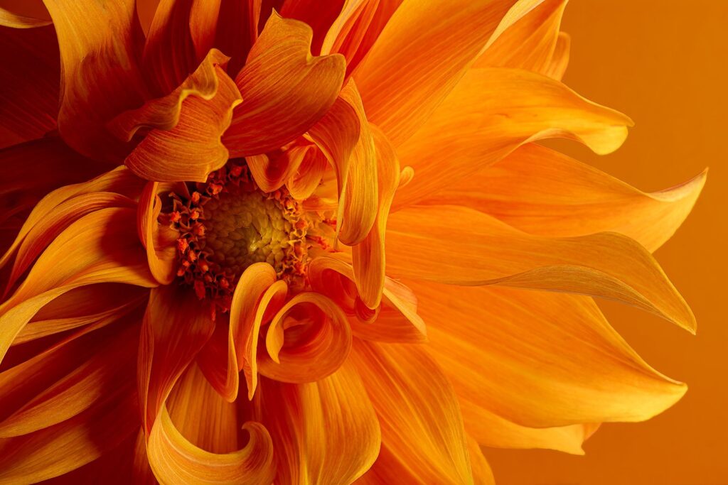 Fire Flower