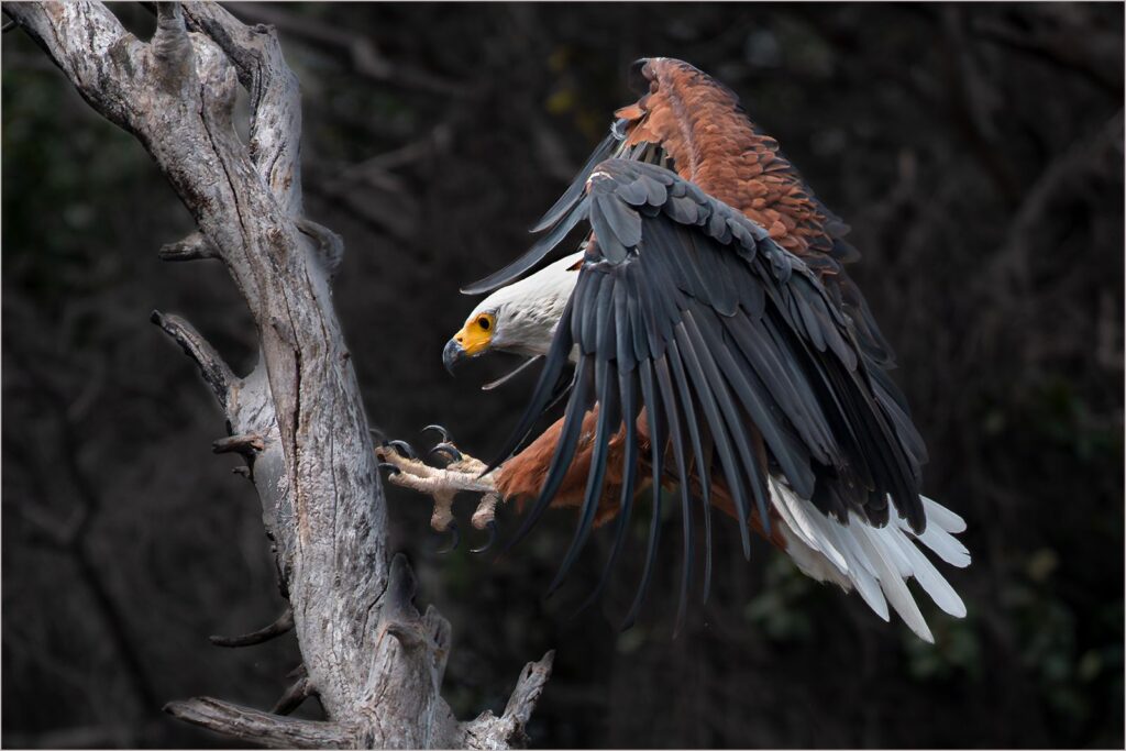 Fish Eagle Landing