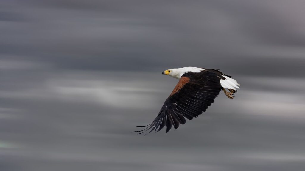 Fish Eagle in Flight