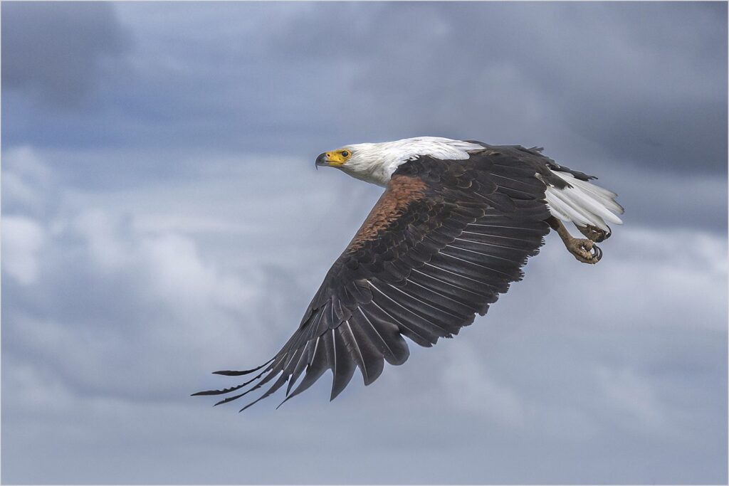 Fish Eagle in Flight