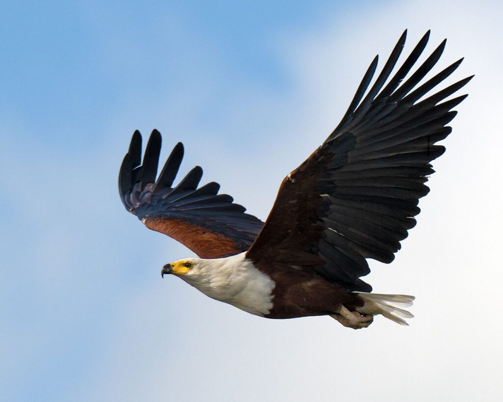 Fish Eagle in flight